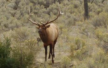 An elk in a forest